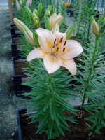 [1617 SpringField No02.JPG]